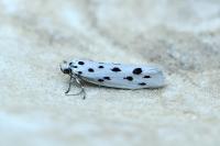 Ethmia dodecea