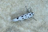 Ethmia dodecea