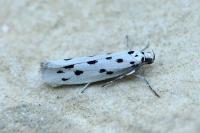 Ethmia dodecea