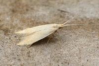 Coleophora flavipennella
