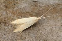 Coleophora flavipennella