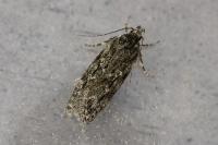Gelechia muscosella