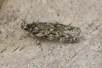 Gelechia muscosella