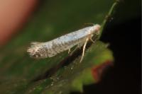Argyresthia retinella
