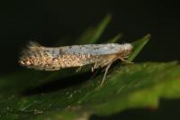 Argyresthia retinella