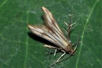 Schreckensteinia festaliella