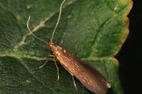 Coleophora