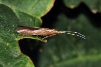 Coleophora