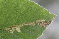 Stigmella hemargyrella