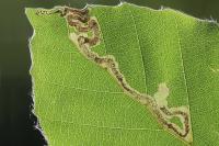 Stigmella hemargyrella