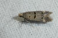Deltophora stictella