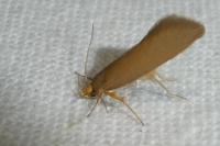 Crassa unitella