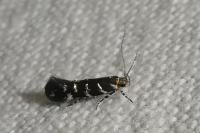 Vulcaniella grabowiella