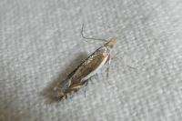 Sophronia humerella