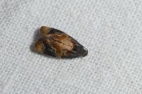 Ditula angustiorana