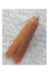 Haplochrois ochraceella