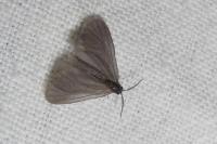 Apterona helicoidella