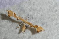 Cnaemidophorus rhododactylus