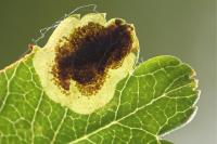 Stigmella paradoxa