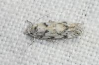 Parastenolechia nigrinotella
