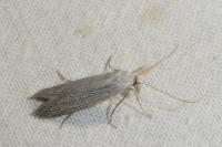 Pterolonche