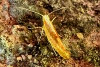 Argyresthia albistria