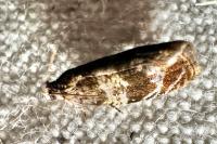 Celypha aurofasciana