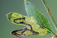 Stigmella regiella