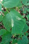 Phyllonorycter issikii