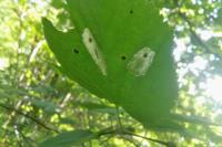 Phyllonorycter issikii