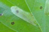 Phyllonorycter issikii