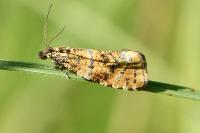 Olethreutes