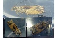 Epinotia nisella