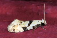 Nemapogon clematellus