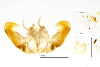 Epinotia nisella