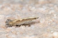 Plutella xylostella