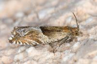 Ancylis comptana