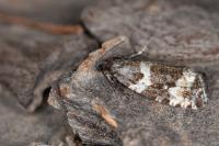 Argyroploce bipunctana