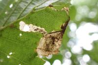 Paracrania chrysolepidella