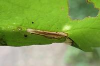 Phyllonorycter geniculella
