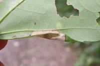 Phyllonorycter geniculella