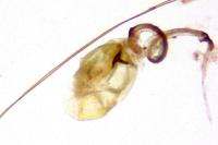 Blastobasis phycidella