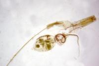 Blastobasis phycidella