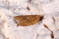 Clepsis consimilana