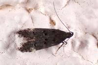 Dichomeris alacella