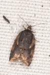 Acleris umbrana