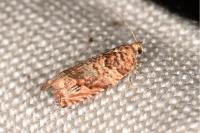 Gypsonoma minutana