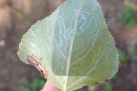 Phyllocnistis unipunctella