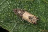 Spilonota ocellana