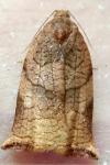 Archips podana